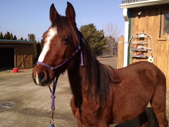 Equine Rescue Urgent Care and Veterinary Fund 