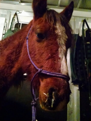Equine Rescue Urgent Care and Veterinary Fund 