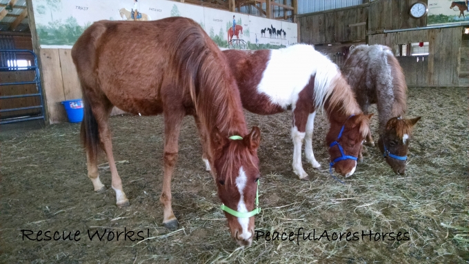 Help the horses to recover at Peaceful Acres Horses 
